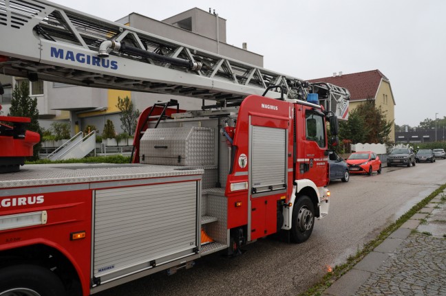 Durchnässte Katze auf einem Baum in Wels-Neustadt wollte sich nicht von Feuerwehr retten lassen