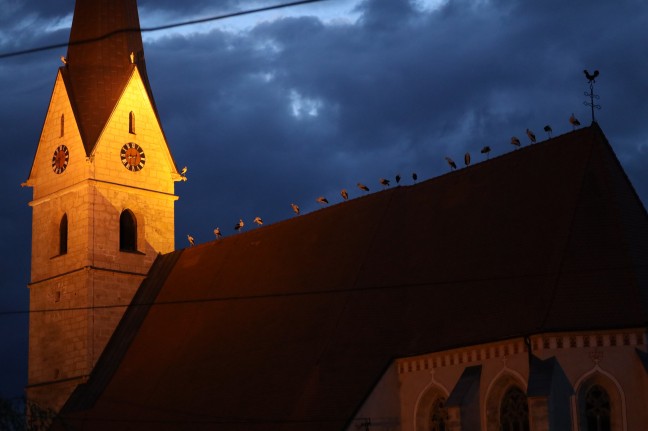 Imposantes Naturschauspiel: Störche auf Kirchendach und Turmdrehkran in Weißkirchen an der Traun