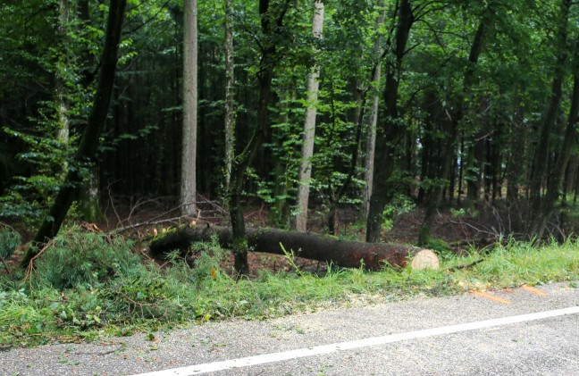Notarzteinsatz: Auto in Überackern von umstürzendem Baum getroffen
