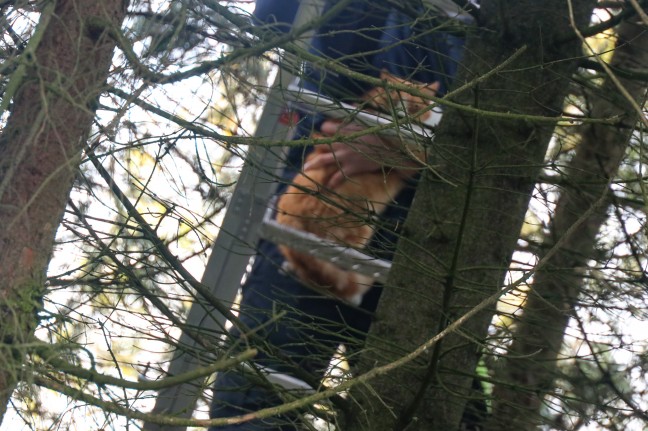 Katze in Steinhaus durch Einsatzkräfte der Feuerwehr erfolgreich vom Baum gerettet