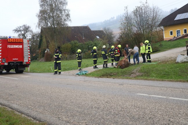 Pferd in Pichl bei Wels durch Einsatzkräfte der Feuerwehr aus Straßengraben gerettet