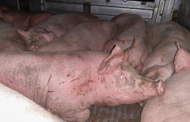 95 Schweine stundenlang unversorgt auf Anhänger vor Fleischverarbeitungsbetrieb in Treubach abgestellt