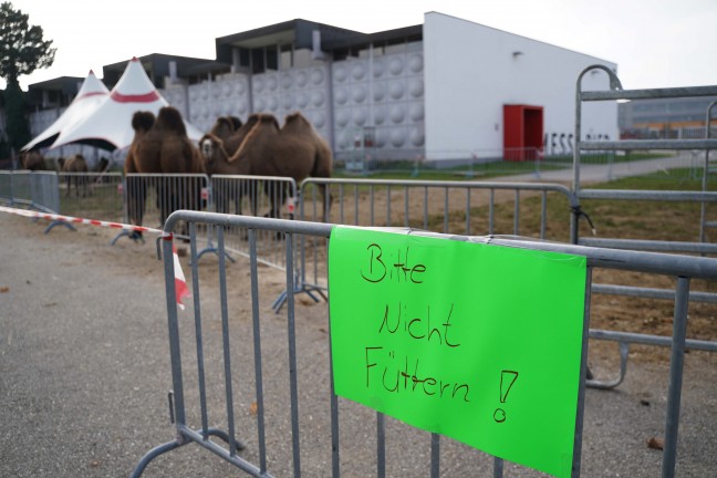 Hungriges Kamel: Zwei Frauen in Ried im Innkreis beim Füttern des Zirkustieres gebissen