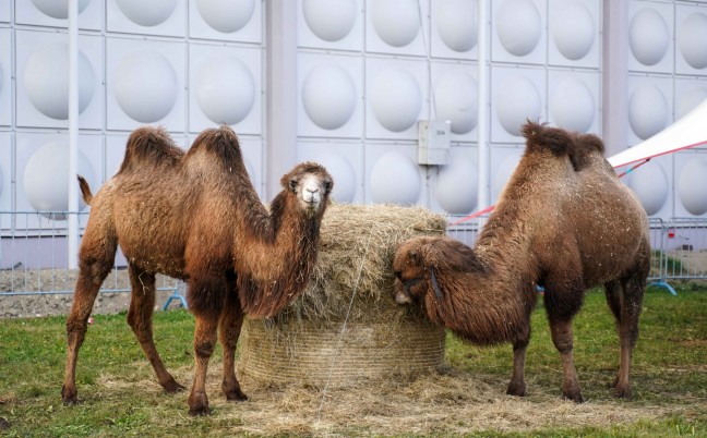 Hungriges Kamel: Zwei Frauen in Ried im Innkreis beim Füttern des Zirkustieres gebissen