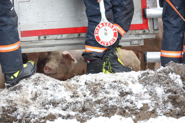Schweinetransporter bei Unfall auf Innviertler Straße in Riedau umgestürzt