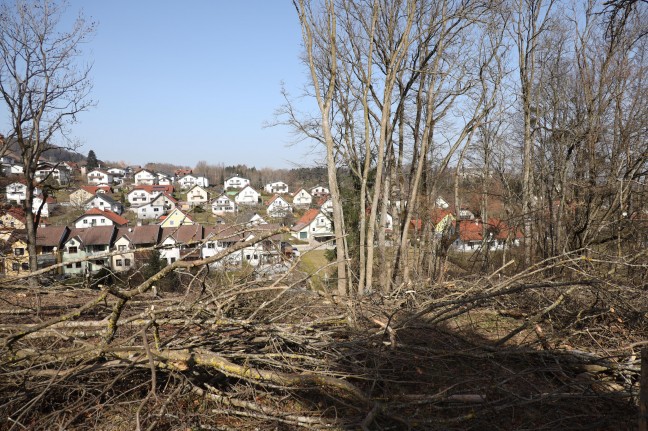Tödlicher Forstunfall: Mann bei Waldarbeiten in Haag am Hausruck von Baum getroffen