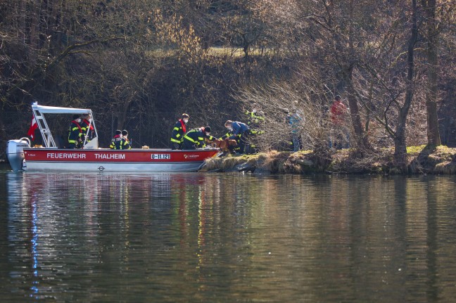 Hund in Thalheim bei Wels mit Feuerwehrboot aus der Traun gerettet