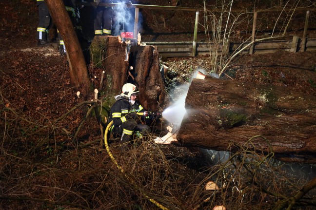 Schwieriger Löscheinsatz bei Brand eines Baumes in Thalheim bei Wels