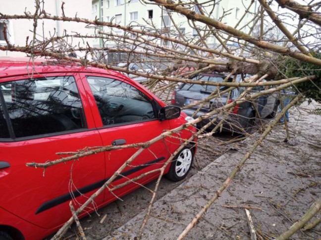 Feuerwehreinsatz: Baum in Wels-Vogelweide auf parkendes Auto gestürzt