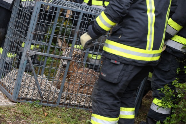 Rehbock im Garten eines Wohnhauses in Wels-Lichtenegg durch Einsatzkräfte der Feuerwehr eingefangen