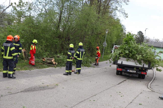 Feuerwehr bei umgestrzten Baum in Marchtrenk im Einsatz