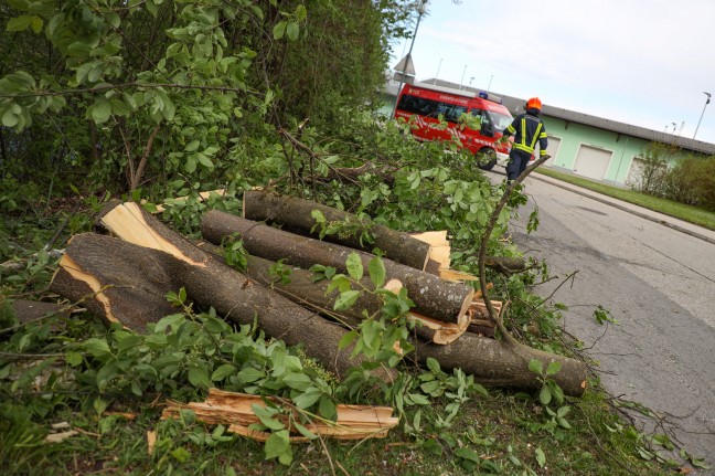 Feuerwehr bei umgestrzten Baum in Marchtrenk im Einsatz