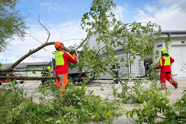 Feuerwehr bei umgestrzten Baum in Marchtrenk im Einsatz