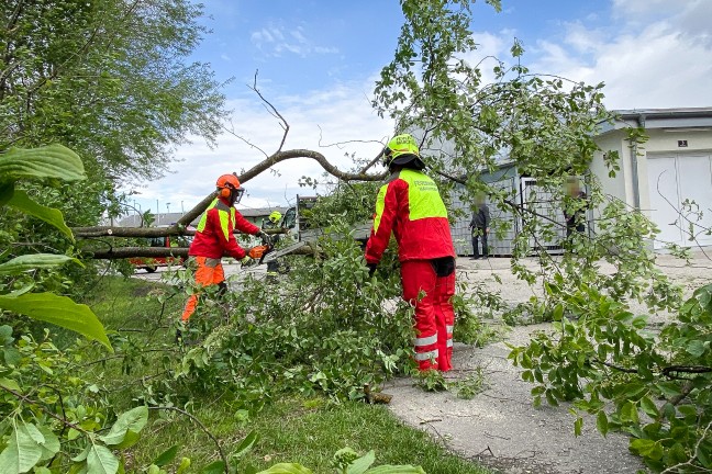 Feuerwehr bei umgestrzten Baum in Marchtrenk im Einsatz