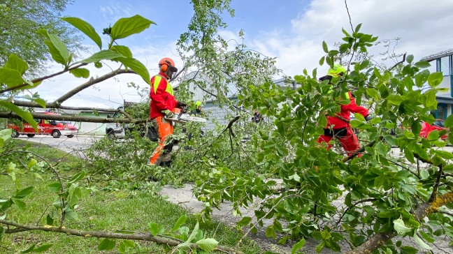 Feuerwehr bei umgestrzten Baum in Marchtrenk im Einsatz