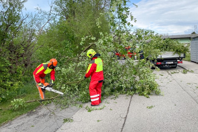 Feuerwehr bei umgestrzten Baum in Marchtrenk im Einsatz