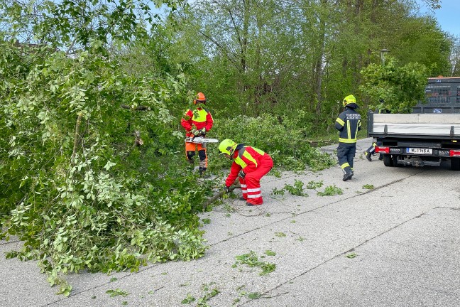 Feuerwehr bei umgestrzten Baum in Marchtrenk im Einsatz