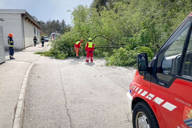 Feuerwehr bei umgestrzten Baum in Marchtrenk im Einsatz