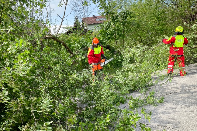 Feuerwehr bei umgestrzten Baum in Marchtrenk im Einsatz