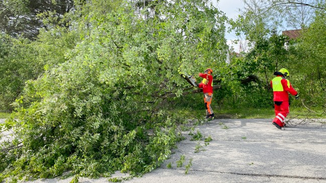 Feuerwehr bei umgestrzten Baum in Marchtrenk im Einsatz