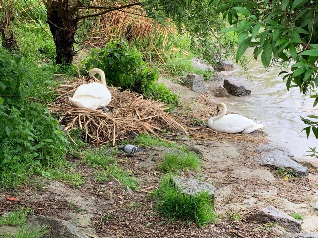 Steigender Donau-Pegel: Nest brütender Schwäne am Donauufer in Linz-Urfahr ins Trockene gebracht