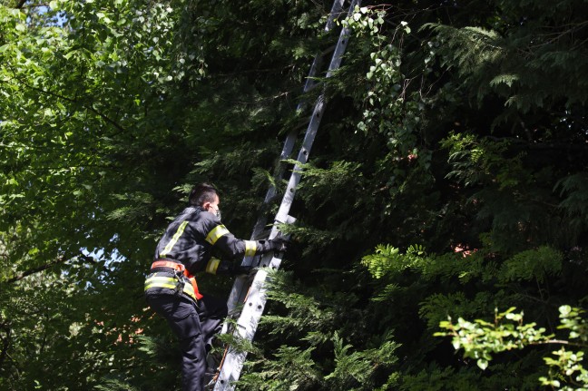 Katze in Wels-Puchberg wollte sich von Einsatzkrften nicht vom Baum retten lassen