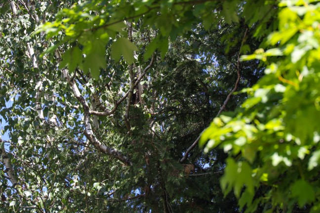 Katze in Wels-Puchberg wollte sich von Einsatzkrften nicht vom Baum retten lassen