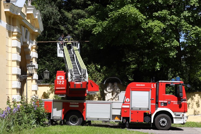 Katze in Wels-Puchberg wollte sich von Einsatzkrften nicht vom Baum retten lassen