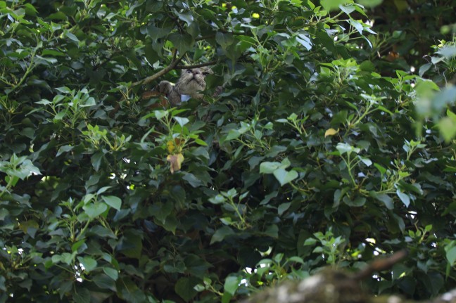 Katze in Wels-Puchberg wollte sich von Einsatzkräften nicht vom Baum retten lassen