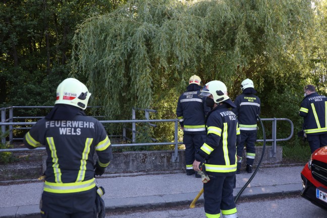 Brand eines hohlen Baumstammes in Wels-Neustadt