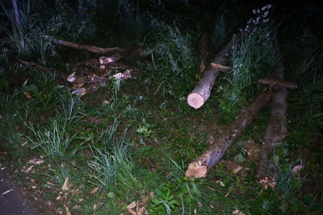 Morscher Baum in Schleißheim auf Straße gestürzt