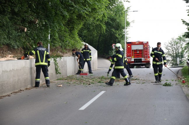 Erneut morscher Baum auf Straße in Thalheim bei Wels gestürzt