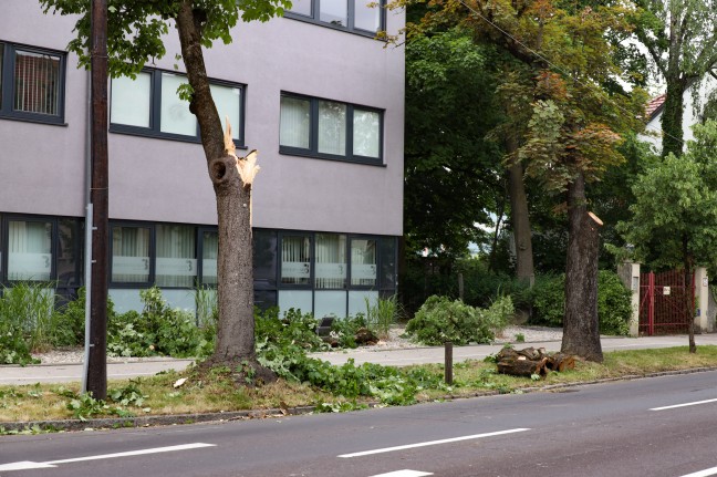 Morscher Ast in Wels-Innenstadt auf LKW gestrzt