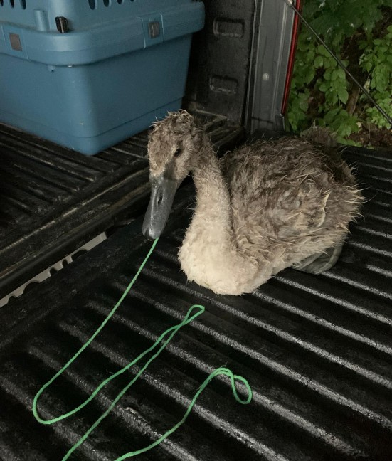Wollfaden verschluckt: Junger Schwan in Wels-Vogelweide während heftigem Gewitter gerettet