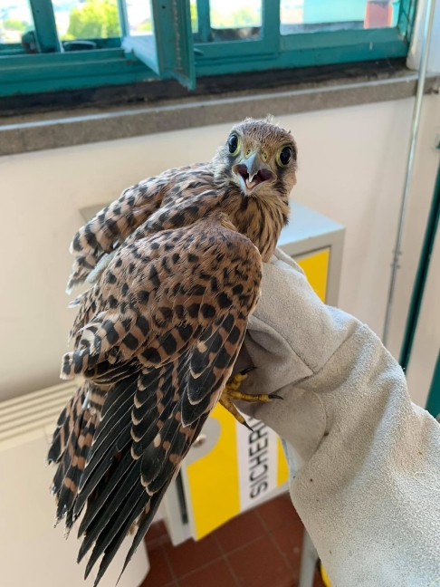 Tierhelfer mit abgestürztem jungen Falken in Linz-Kaplanhof wieder zurück ins Nest geklettert