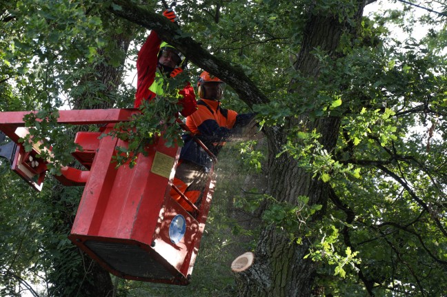 Feuerwehr musste in Marchtrenk Baum wegen "Gefahr in Verzug" abtragen