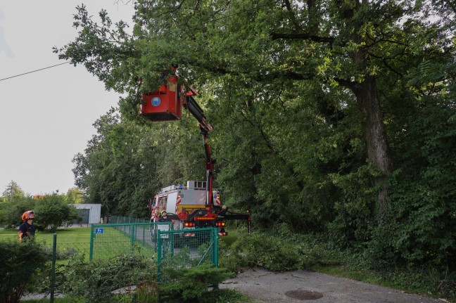 Feuerwehr musste in Marchtrenk Baum wegen "Gefahr in Verzug" abtragen