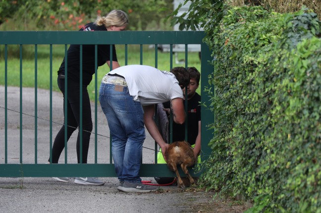 Reh eingeklemmt: Einsatzkräfte der Tierhilfe befreiten Wildtier aus Gartentor in Wels-Lichtenegg