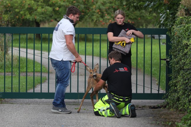 Reh eingeklemmt: Einsatzkräfte der Tierhilfe befreiten Wildtier aus Gartentor in Wels-Lichtenegg