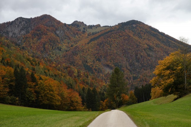 Pensionistin (78) nach mehrtgiger Suchaktion in Micheldorf in Obersterreich tot aufgefunden