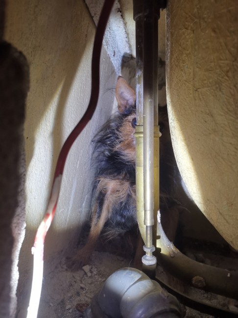 Einsatz der Tierrettung: Verängstigter Hund verkroch sich in Enns vorerst hinter Badewanne