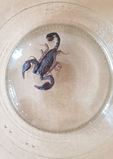 Skorpion durch Tierrettung aus einer Garage in Marchtrenk gerettet