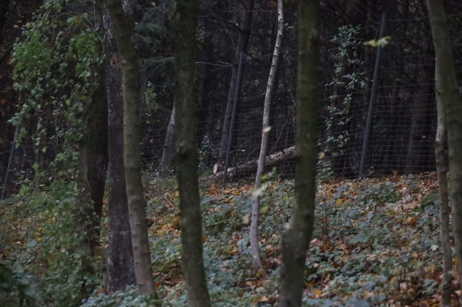 Umgestrzter Baum durch Feuerwehr aus Bschungsbereich der Pyhrnpass Strae in Steinhaus entfernt