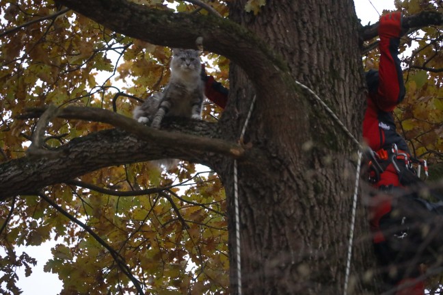 Katze in Wels-Oberthan im zweiten Anlauf erfolgreich aus luftiger Höhe gerettet