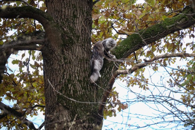 Katze in Wels-Oberthan im zweiten Anlauf erfolgreich aus luftiger Höhe gerettet