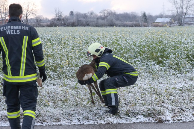 Rehbock in Wels-Schafwiesen durch Feuerwehr aus Swimmingpool gerettet
