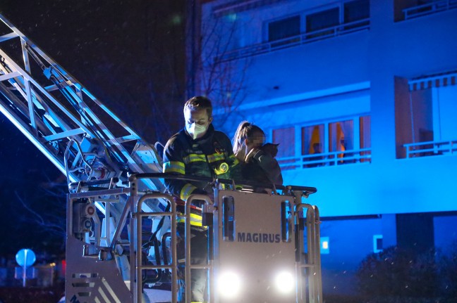 Katze "Stella" mit Hilfe der Feuerwehr-Drehleiter von Baum in Wels-Neustadt gerettet