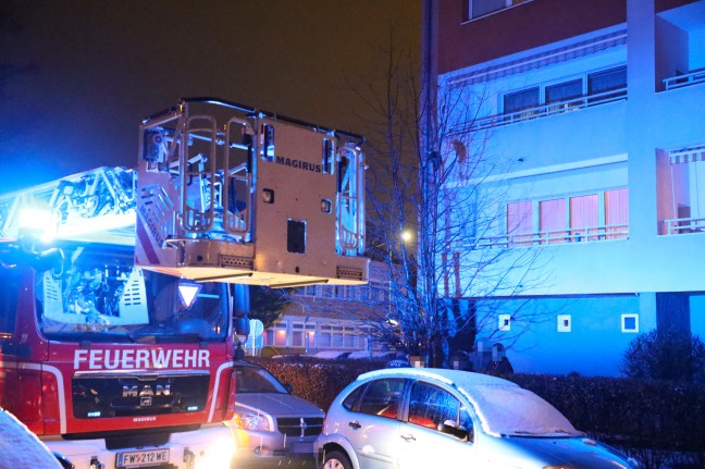 Katze "Stella" mit Hilfe der Feuerwehr-Drehleiter von Baum in Wels-Neustadt gerettet