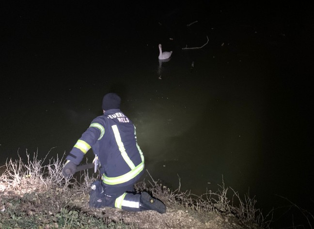 Feuerwehr bei Tierrettung in Wels-Vogelweide im Einsatz