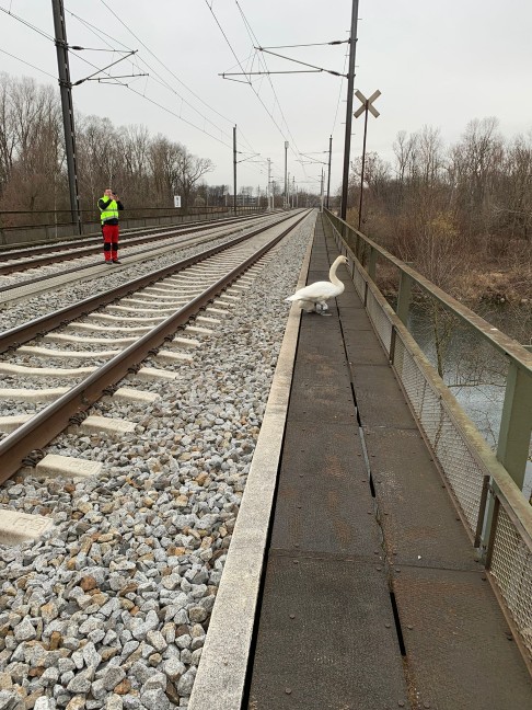 Verletzter Schwan durch Tierretter von Traunbrücke der Pyhrnbahn gerettet